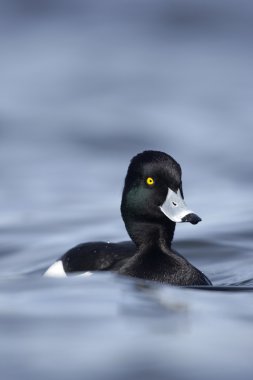Ördek tüyü, Aythya fuligula