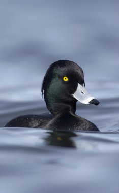 Ördek tüyü, Aythya fuligula