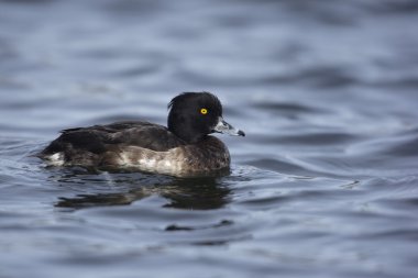 Ördek tüyü, Aythya fuligula