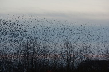 Starling, sturnus vulgaris