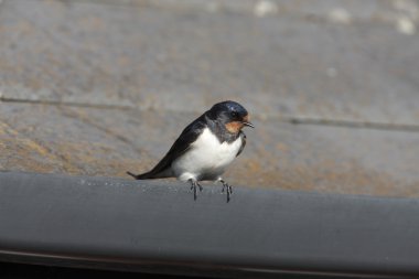Kırlangıç, hirundo rustica
