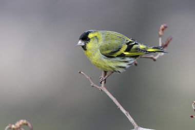 iskete, carduelis spinus