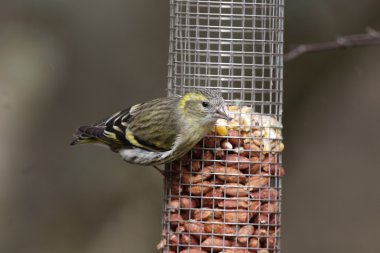 iskete, carduelis spinus