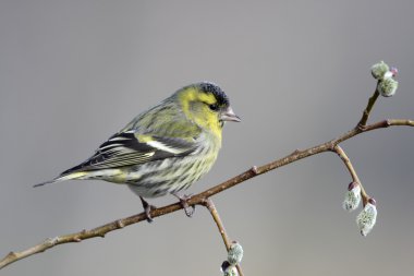 iskete, carduelis spinus