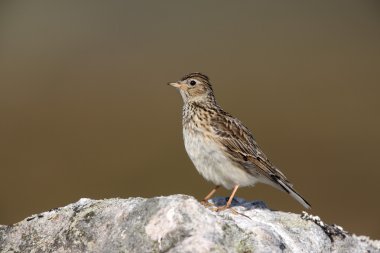 Skylark, Alauda arvensis