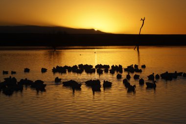 kar kaz, anser caerulescens