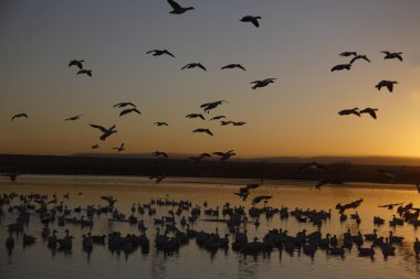 kar kaz, anser caerulescens