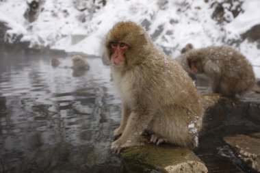 Japon makak veya kar maymun, macaca fuscata