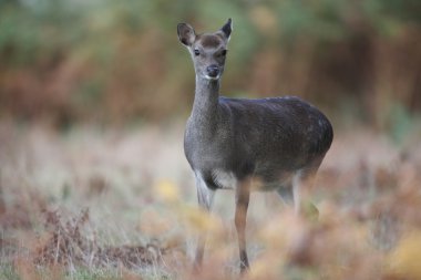 Sika geyiği, cervus nippon,