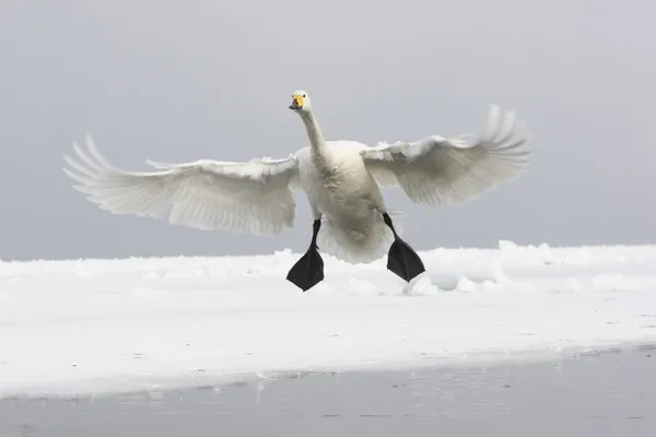 Whooper swan, Cygnus cygnus — Stock Photo, Image