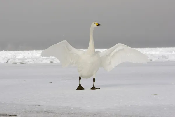 Cisne cantor, cygnus cygnus —  Fotos de Stock