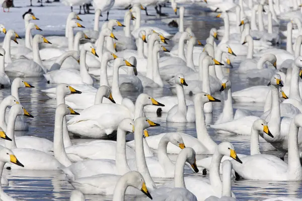 Cisne de Whooper, Cygnus cygnus — Fotografia de Stock