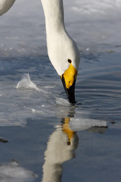 Whooper swan, Cygnus cygnus — Stock Photo, Image