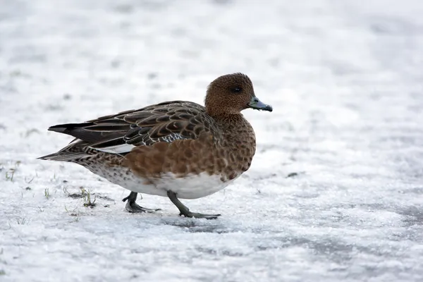 Wigeon, Anas penelope — Stock fotografie