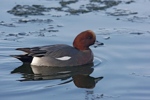 Wigeon, Anas penelope — Stok fotoğraf