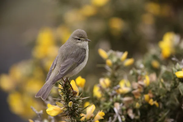 Budníček, phylloscopus trochilus — Stock fotografie