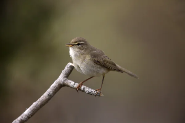 Lövsångare — Stockfoto