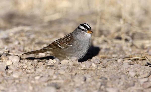 White-crowned sparrow, Zonotrichia leucophrys — Stock Photo, Image