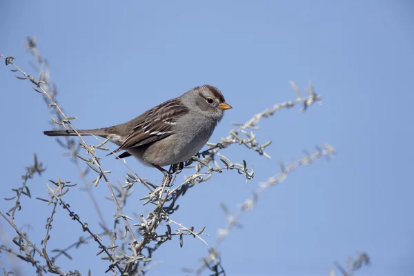 White-crowned sparrow, Zonotrichia leucophrys — Stock Photo, Image