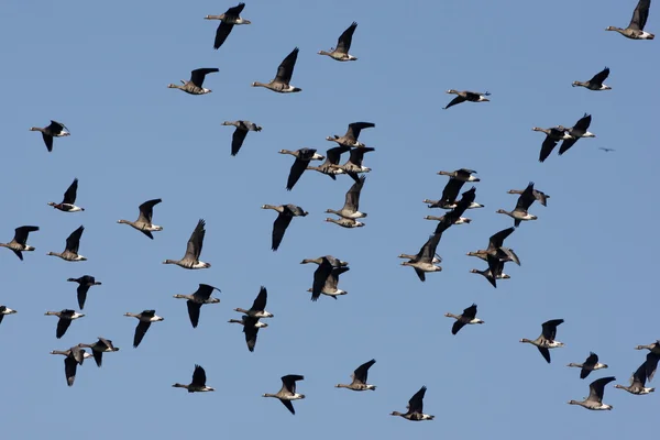 White fronted goose, Anser albifrons — Stock Photo, Image