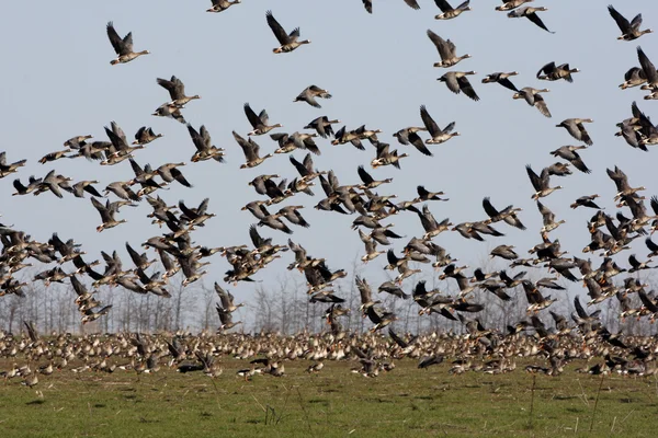 Vita fronted goose, anser albifrons — Stockfoto