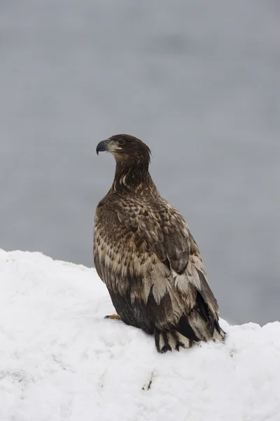 Aquila di mare dalla coda bianca, Haliaeetus albicilla — Foto Stock