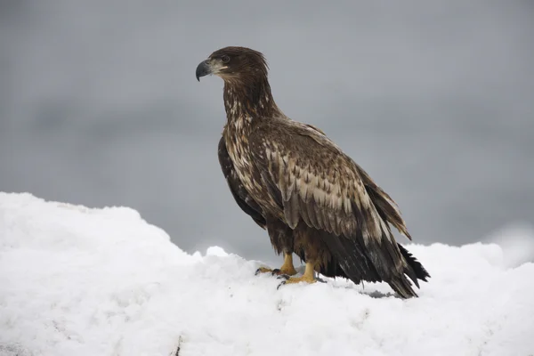 オジロワシ海ワシ、haliaeetus アマオブネ — ストック写真