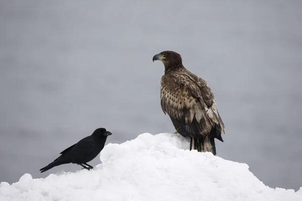 Pygargue à queue blanche, Haliaeetus albicilla — Photo