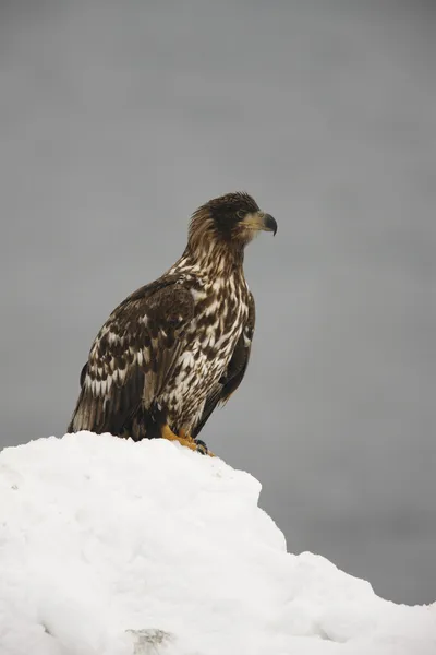 Aquila di mare dalla coda bianca, Haliaeetus albicilla — Foto Stock