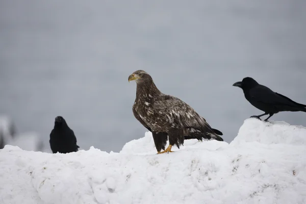 Aquila di mare dalla coda bianca, Haliaeetus albicilla — Foto Stock