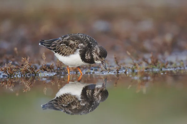 Turnstone, Arenaria interprète — Photo