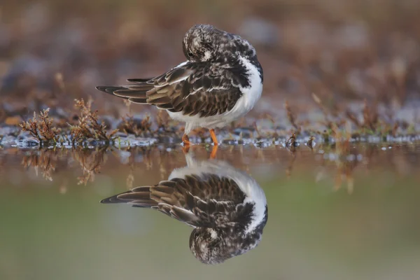 Steenloper, arenaria interpres — Stockfoto