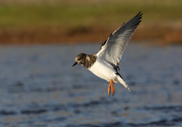 Turnstone, Arenaria interpreta — Foto Stock