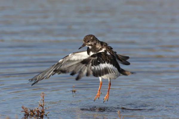 Roskarl arenaria interpres — Stockfoto