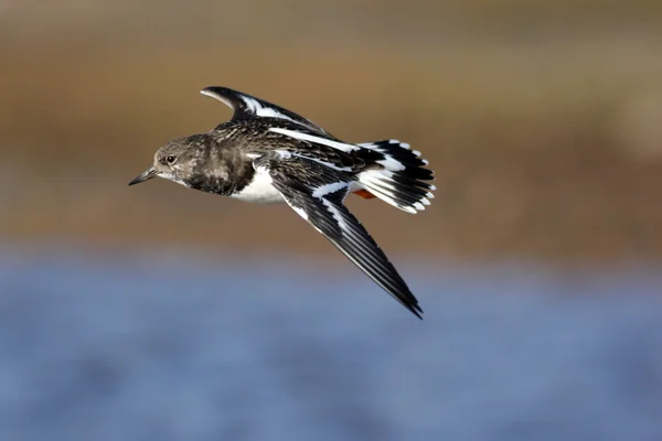 Steinwälzer, Arenaria interpretiert — Stockfoto