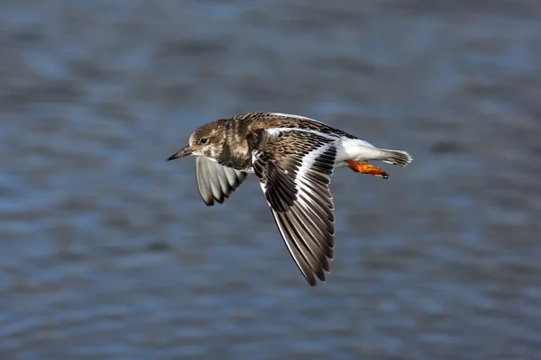 Roskarl arenaria interpres — Stockfoto