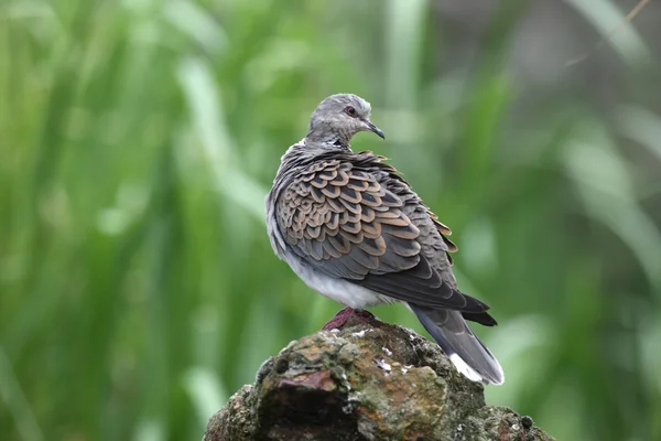 Tortora, Streptopelia turtur — Foto Stock