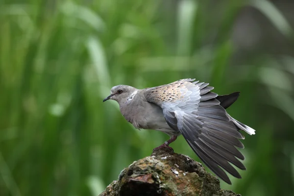 Tourterelle, Streptopelia turtur — Photo