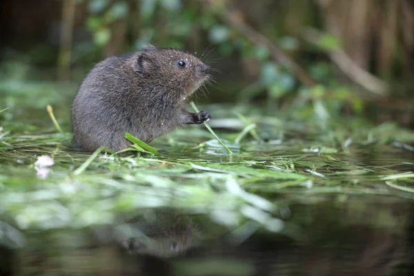 Water vole, Arvicola terrestris — Stock Photo, Image