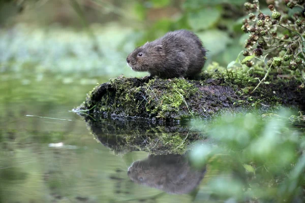 Vodního hraboše, arvicola terrestris — Stock fotografie