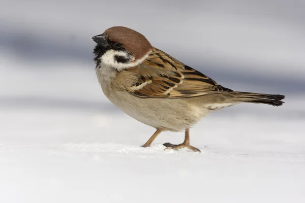 Ağaç serçesi, passer montanus — Stok fotoğraf