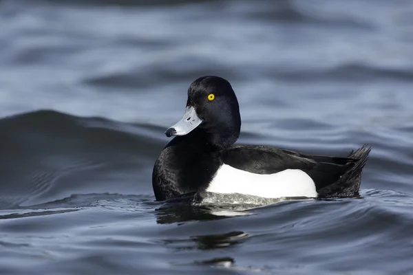 Pato copetudo, Aythya fuligula — Foto de Stock