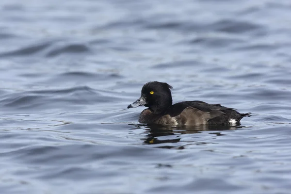 Tufted duck, Aythya fuligula — Stock Photo, Image