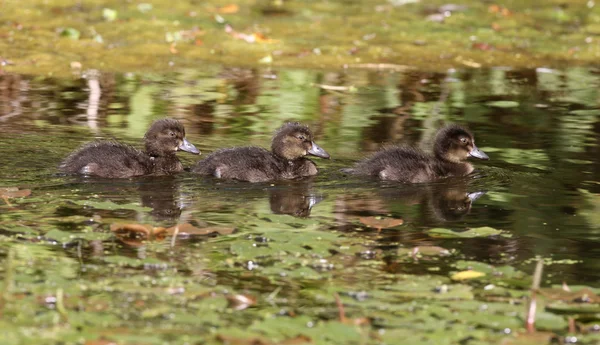 Büschelente, Aythya fuligula — Stockfoto