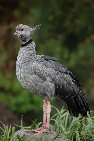 Cája obojková, chauna torquata — Stock fotografie