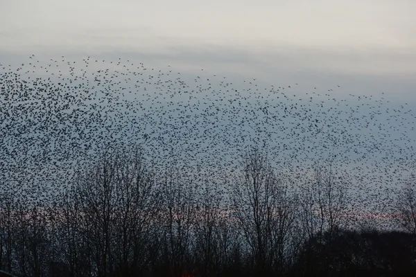 Estornino, sturnus vulgaris — Foto de Stock