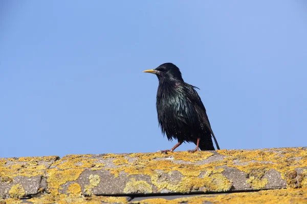 Szpak, sturnus vulgaris — Zdjęcie stockowe