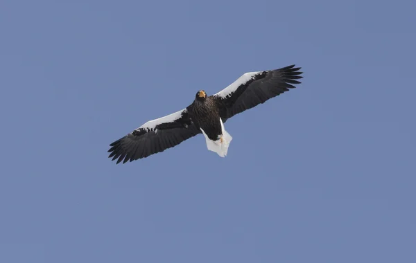 Stellers águila marina, Haliaeetus pelagicus — Foto de Stock