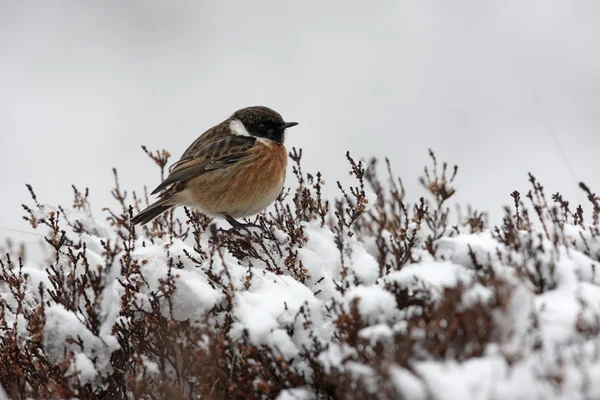 Roodborsttapuit, saxicola torquata — Stockfoto