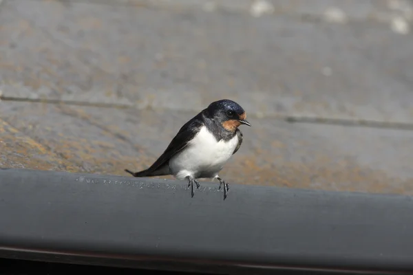 Tragar, Hirundo rustica — Foto de Stock